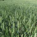 Wheat field, France