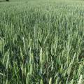 Wheat field, France