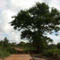 Monkey thorn (Acacia galpinii), habit, Zimbabwe