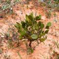 Yeheb (Cordeauxia edulis), plant