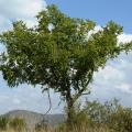 Buffalo thorn (Ziziphus mucronata), habit, Phalandingwe, Pelindaba, South Africa