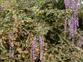 Cratylia (Cratylia argentea), habit, Brazil