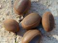 Huizache (Acacia farnesiana) seeds