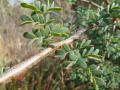 Black thorn (Acacia mellifera), branch, leaves and thorns, Pelindaba, South Africa