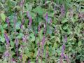 Achyranthes (Achyranthes aspera) full bloom