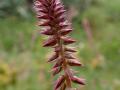 Achyranthes (Achyranthes aspera) inflorescence