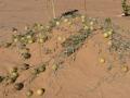 Colocynth (Citrullus colocynthis) habit in Adrar desert