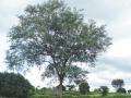 Albizia (Albizia amara) tree, India