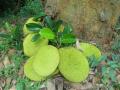 Jackfruit (Artocarpus heterophyllus), fruits