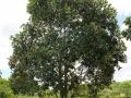 Jackfruit (Artocarpus heterophyllus) habit