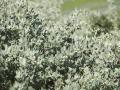 Saltbush leaves (Baie de St Brieuc, France)