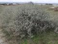 Saltbush habit (St Nazaire, France)