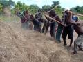 Fonio traditional threshing with rods