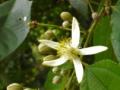 Biul (Grewia optiva) flower, Morni Hills, India