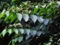 Biul (Grewia optiva) leaves and flowers, Morni Hills, India