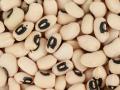 Black-eyed peas (Vigna unguiculata subsp. unguiculata)