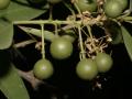 Boscia (Boscia angustifolia) immature fruits, Mali