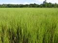 Brachiaria humidicola pasture