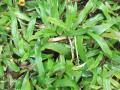 Para grass (Brachiaria mutica), habit