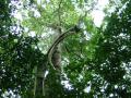 Breadnut tree (Brosimum alicastrum), habit, Belize