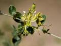 Cadaba (Cadaba farinosa) flower