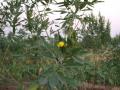 Pigeon pea (Cajanus cajan) flower and leaves, Togo