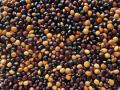 Pigeon pea (Cajanus cajan) seeds