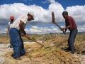 Threshing of quinoa