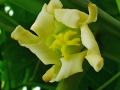 Female flower of Carica Papaya, botanical garden, Germany