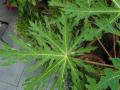 Leaf of Carica papaya, Chanticleer Garden, USA