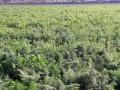 Carrot field