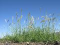 Blackseed grass (Chloris virgata) habit