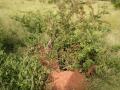 Combretum aculeatum on a termite mound in Burkina Faso