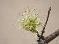 Combretum aculeatum inflorescence