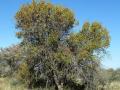 Red bush willow (Combretum apiculatum) habit