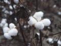 Cotton plant ready for harvest, Texas, 1996