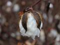 Cotton boll nearly ready for harvest, South Carolina