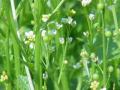 Crambe (Crambe abyssinica) flowering habit