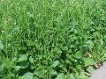 Crambe (Crambe abyssinica), habit