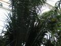 African palm oil (Elaeis guineensis), Kew Gardens, London