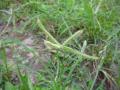 Egyptian crowfoot grass