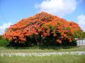 Flamboyant (Delonix regia) habit