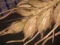 Cockspur grass (Echinochloa crus-galli), seeds on seed head