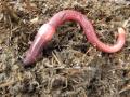 Earthworm (Eisenia fetida) on dung
