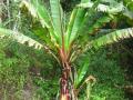 Enset (Ensete ventricosum) plant habit, Mozambique