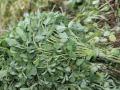 Fenugreek (Trigonella foenum-graecum), green leaves