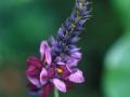 Flower of Pueraria montana