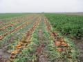 Fodder beet field, Germany