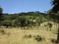 Fonio fields on plain and slopes in Fouta Djalon