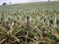 Pineapple (Ananas comosus) field, Ghana